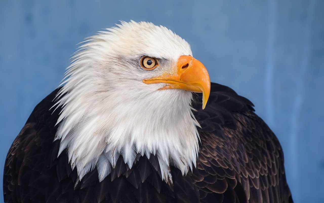 bald eagle 3209427 1280