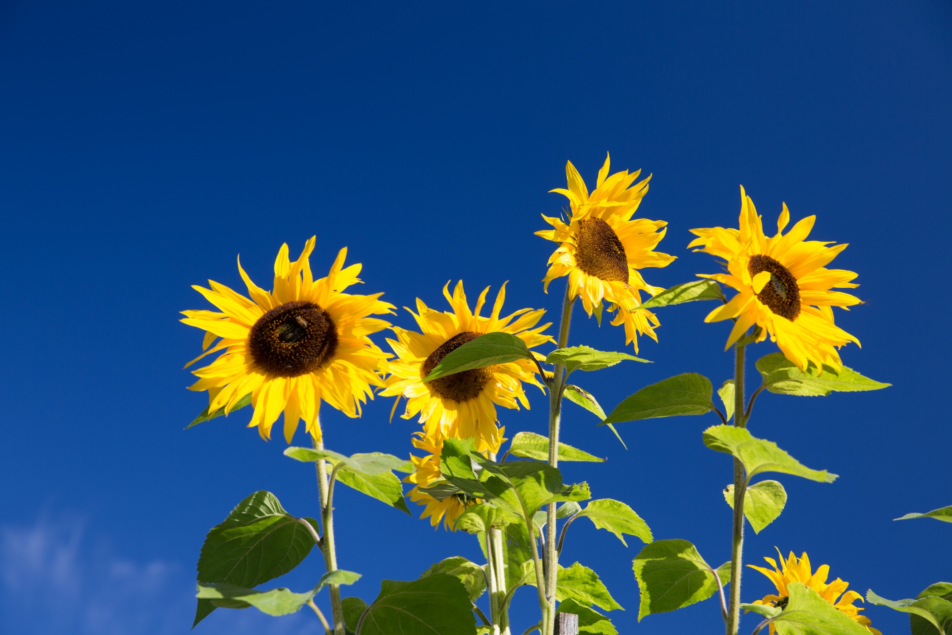 sunflowers and blue sky 1447690774kv4
