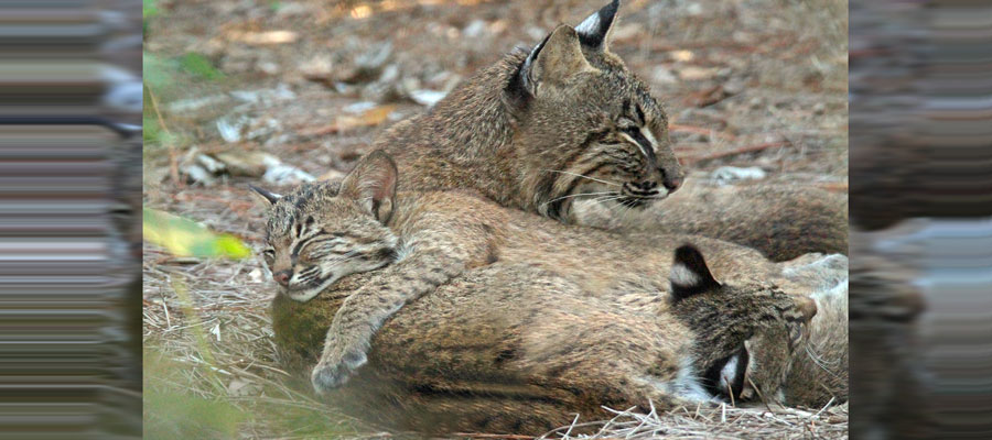 bobcat museum