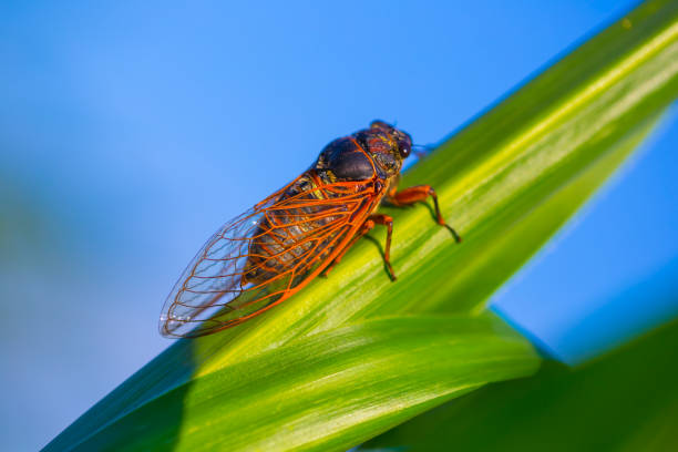cicadaphoto