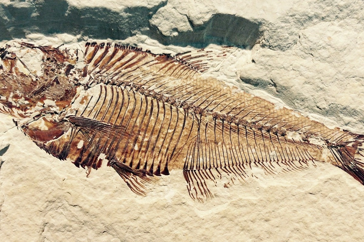 Fossilized fish
