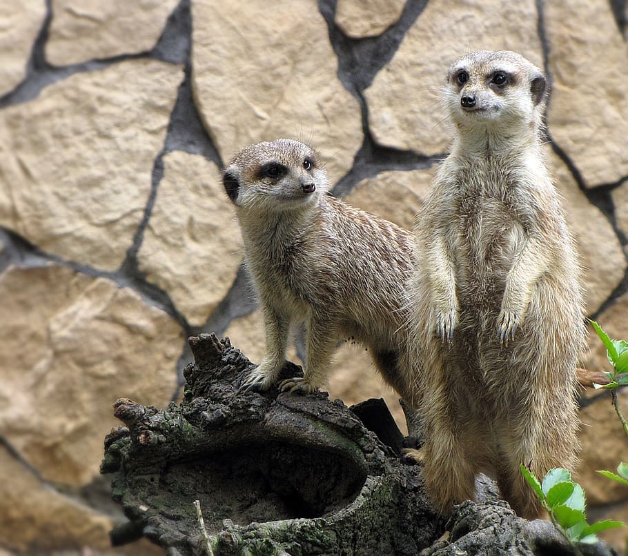 meerkats zoo animals zoological garden