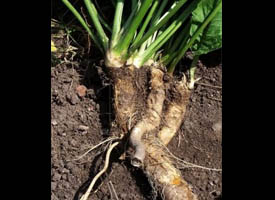 Did You Know? A majority of the world's horseradish is grown in Illinois