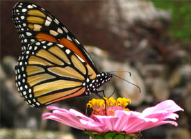 Did You Know? Illinois' state insect is the monarch butterfly