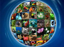Did You Know? Today is World Wildlife Day