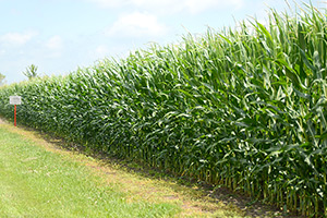 Illinois is #2 in the United States for corn production