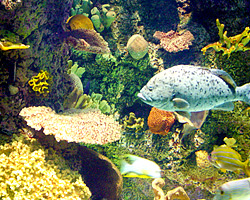 Did You Know? Chicago has one of the best, most visited aquariums in the United States