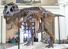 Did You Know? Sue the dinosaur was discovered by a Chicagoan
