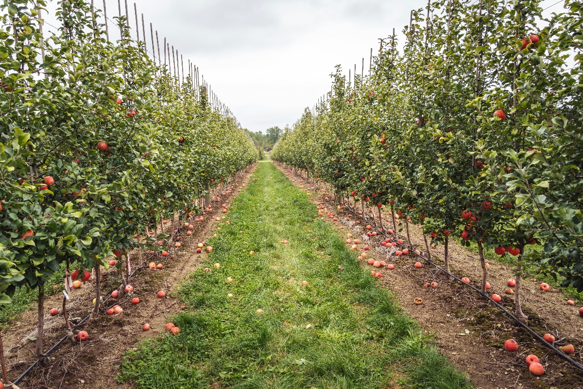 Apple orchard
