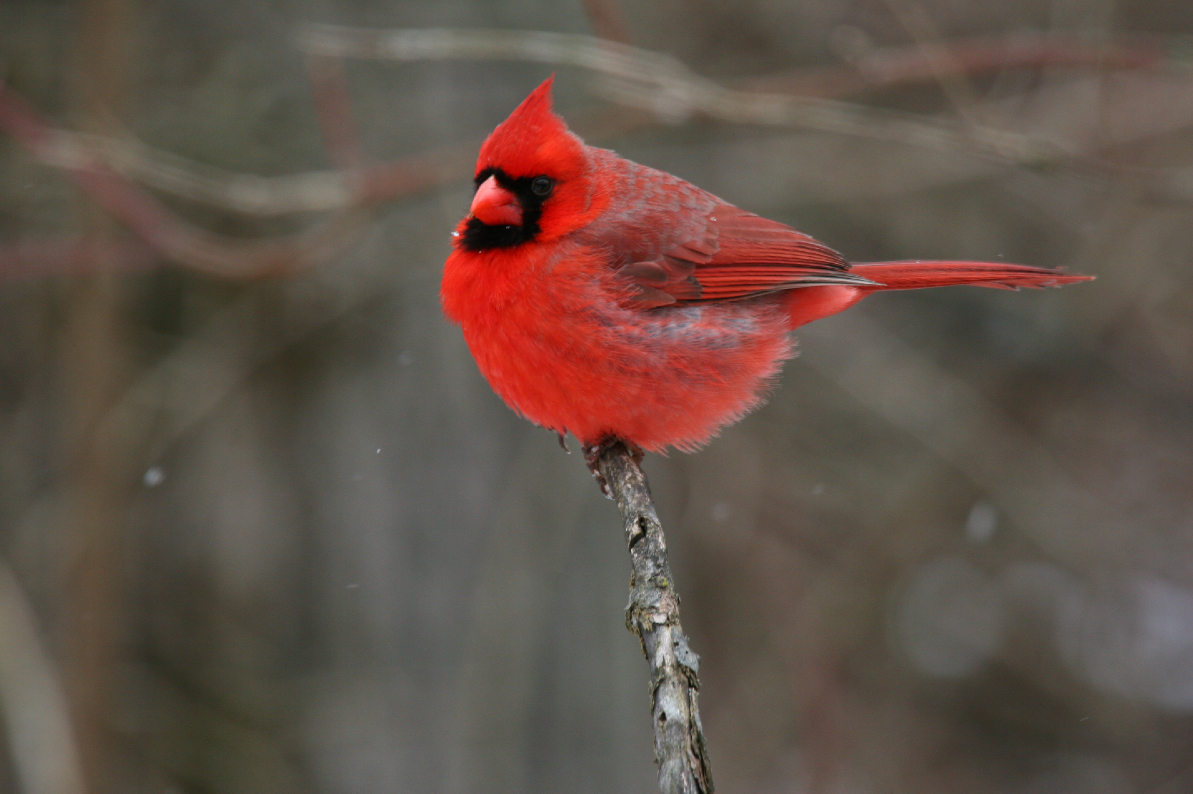 CardinalBirdEdited