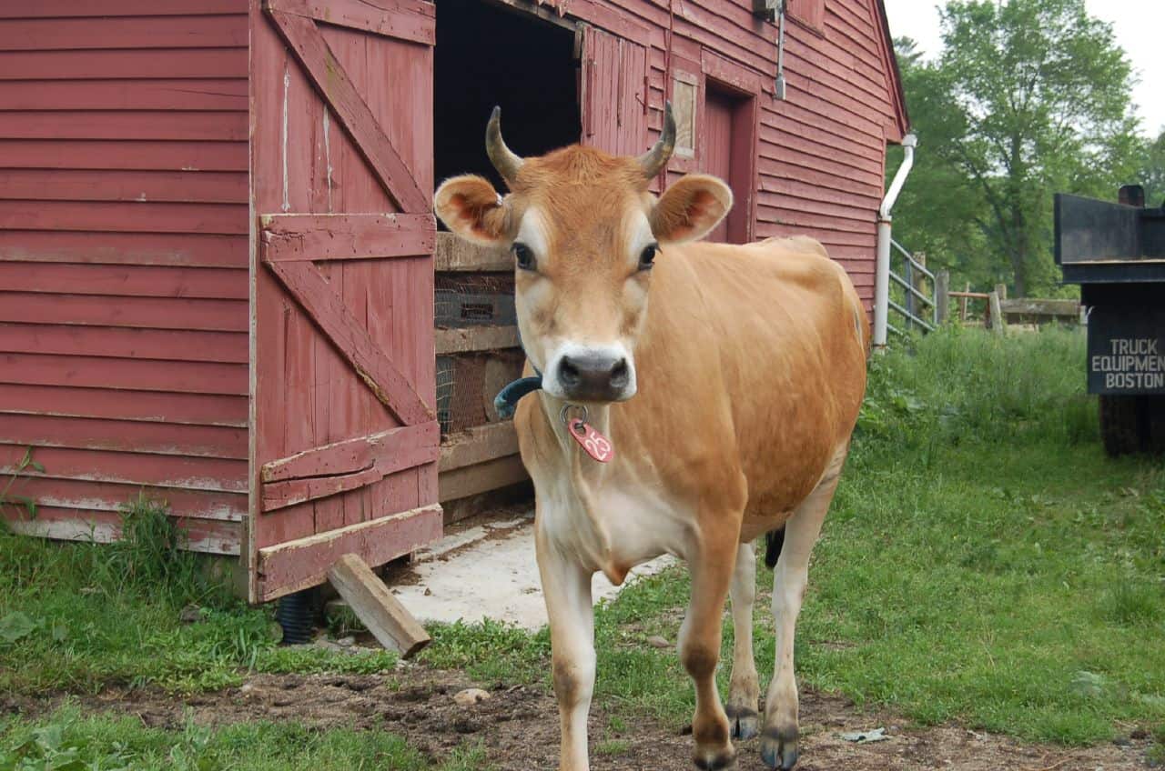 Cute Jersey Cow