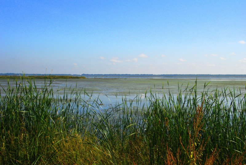 Emiquon Wildlife Refuge