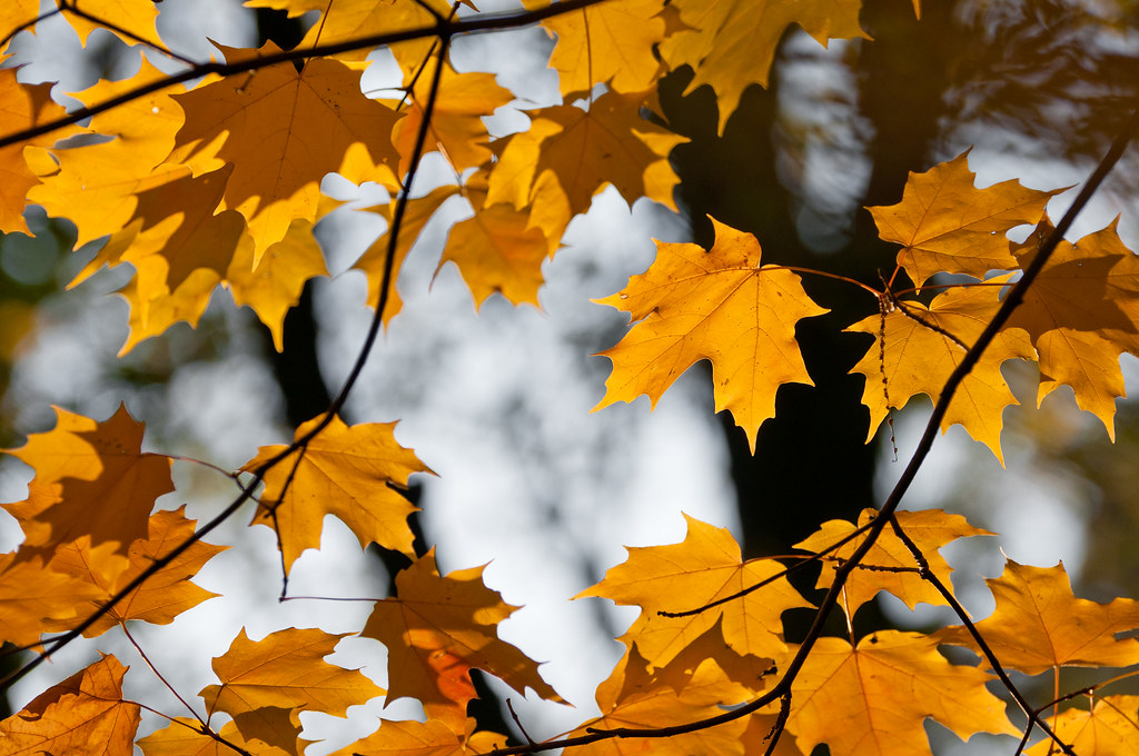 Fall Leaves ILI