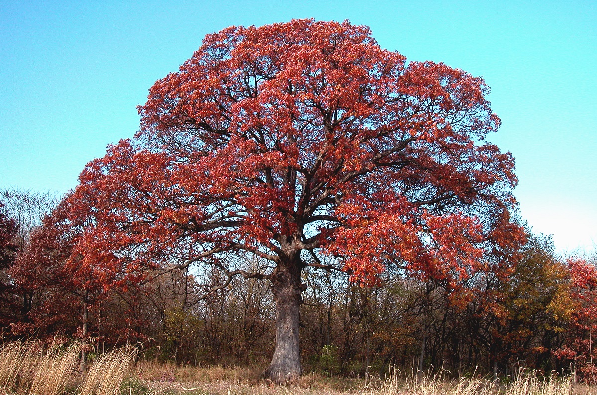 WhiteOak