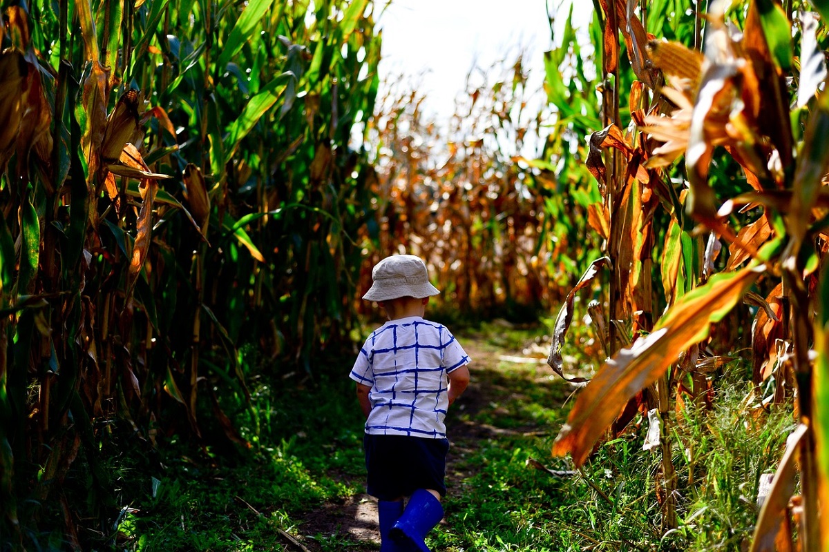 cornfield