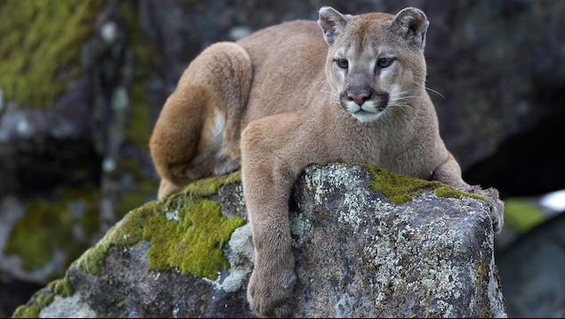 mountain lion