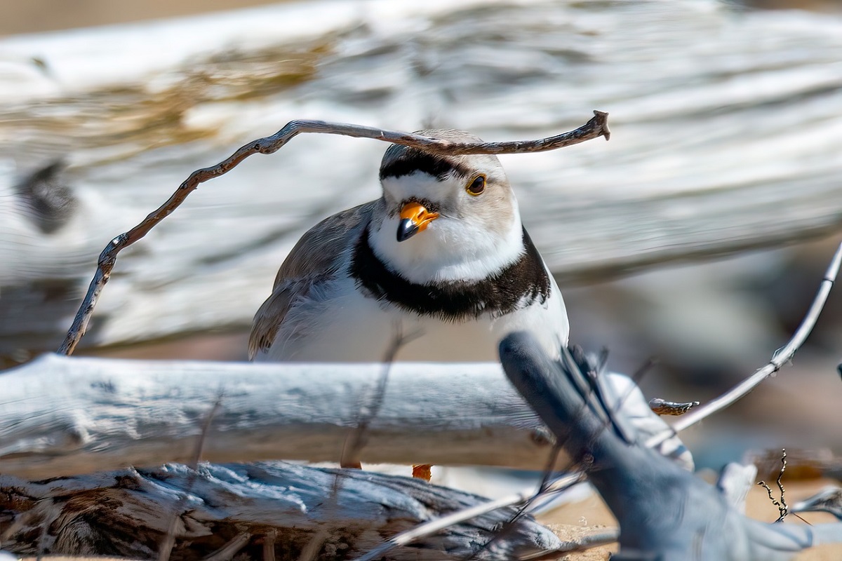 piping plover