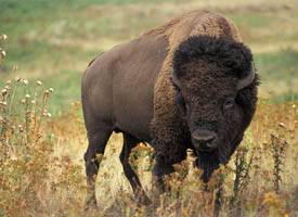 Did You Know? Bison are returning to Illinois