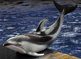 Did You Know? The Shedd Aquarium is home to 32,000 animals