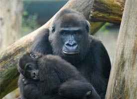 Did You Know? The Brookfield Zoo near Chicago welcomed a new baby gorilla