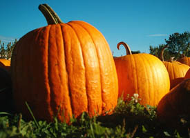 Did You Know? Illinois leads the nation in pumpkin production